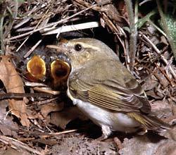 Waldlaubsnger bauen ihr Nest am Boden. Foto: AGON Archiv