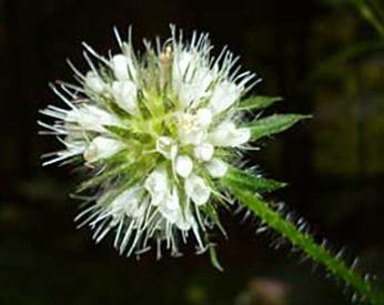 https://www.agon-schwerte.de/bilder_flora/flora_13/nesselbl.glockenbl+karde-da.jpg
